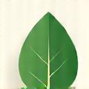 A leaf icon representing an eco-friendly approach.
